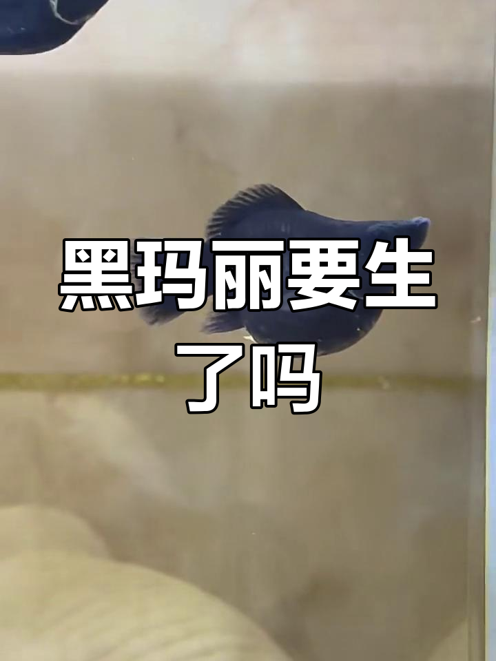 黑玛丽鱼快生了,需要隔离吗?新手养鱼的必看技巧