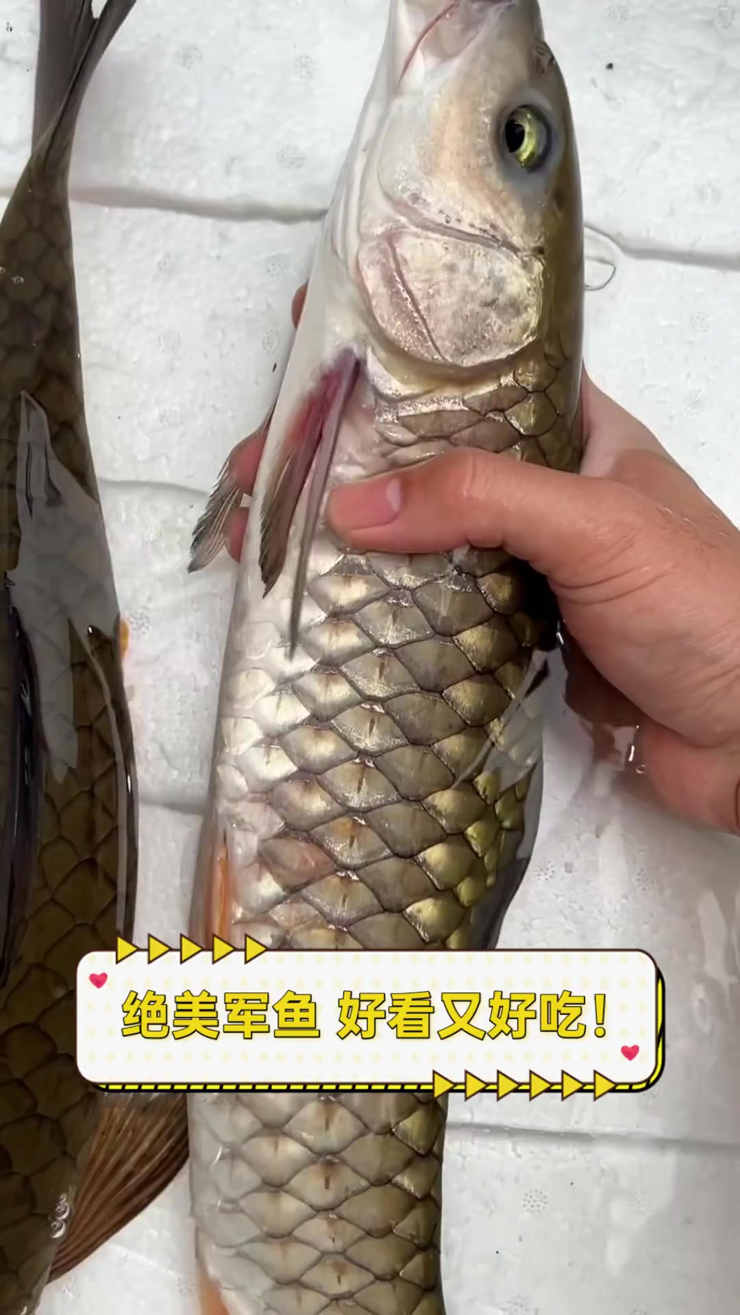 绝美军鱼,好看又好吃!