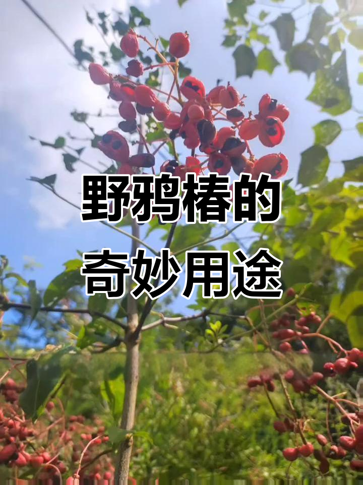 野鸦椿,耐寒喜光,种子可制肥皂