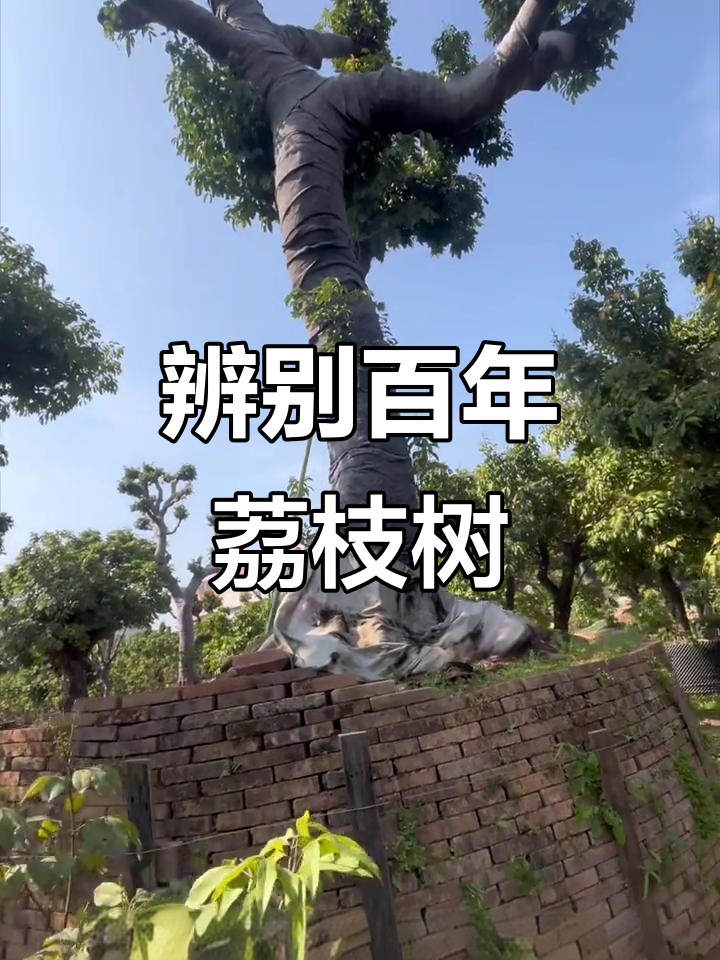 如何判断百年荔枝大树的年龄?增城荔枝种植技巧揭秘