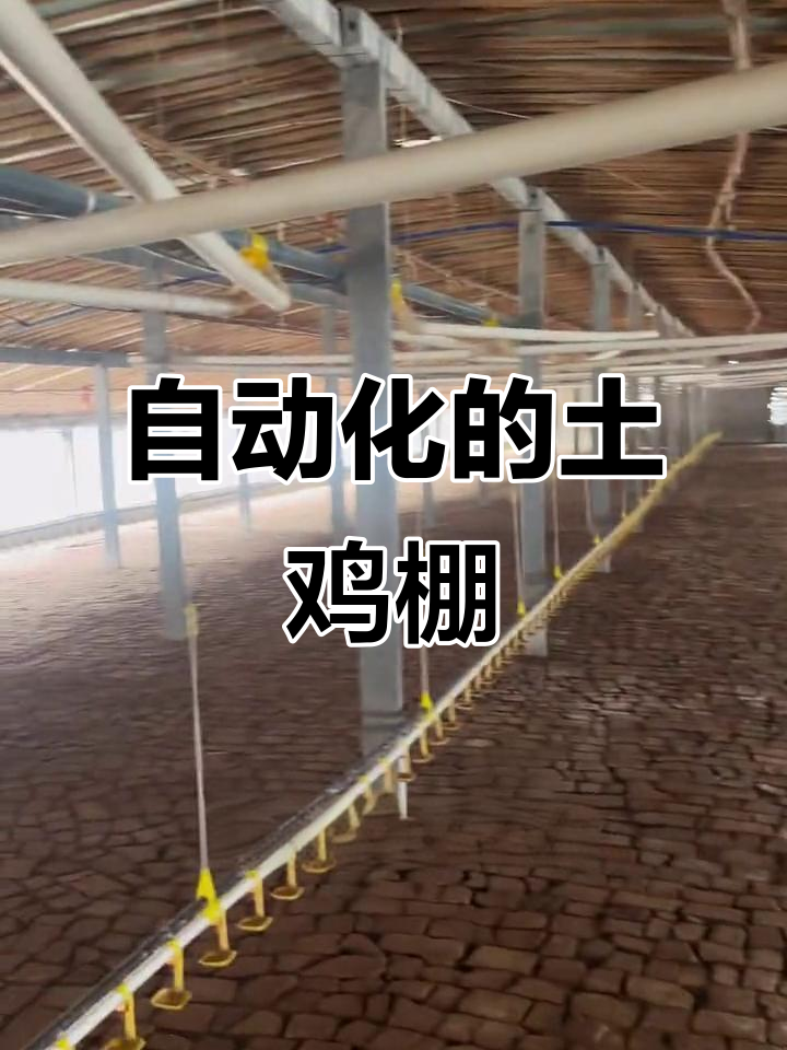 现代化土鸡棚全解析:自动喂料、饮水与通风系统