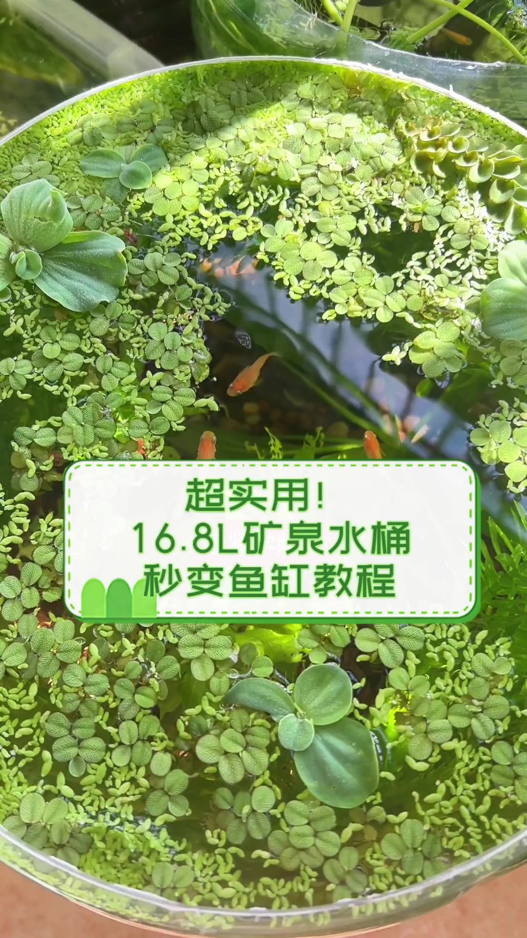 超实用!16.8L矿泉水桶秒变鱼缸教程