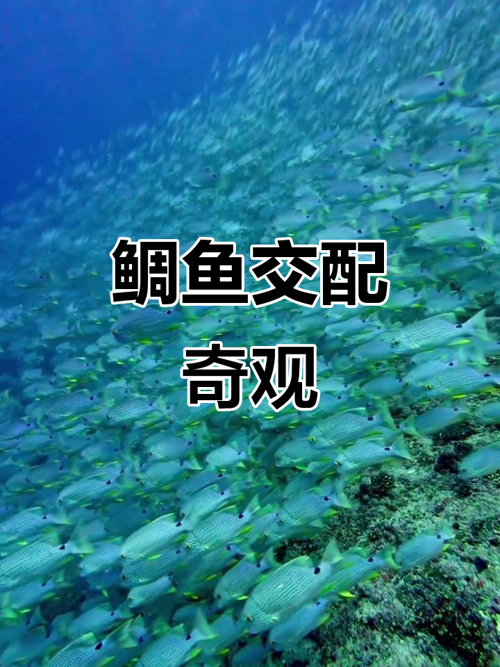 贝里琉鲷鱼交配,震撼美景需提前预约并付费