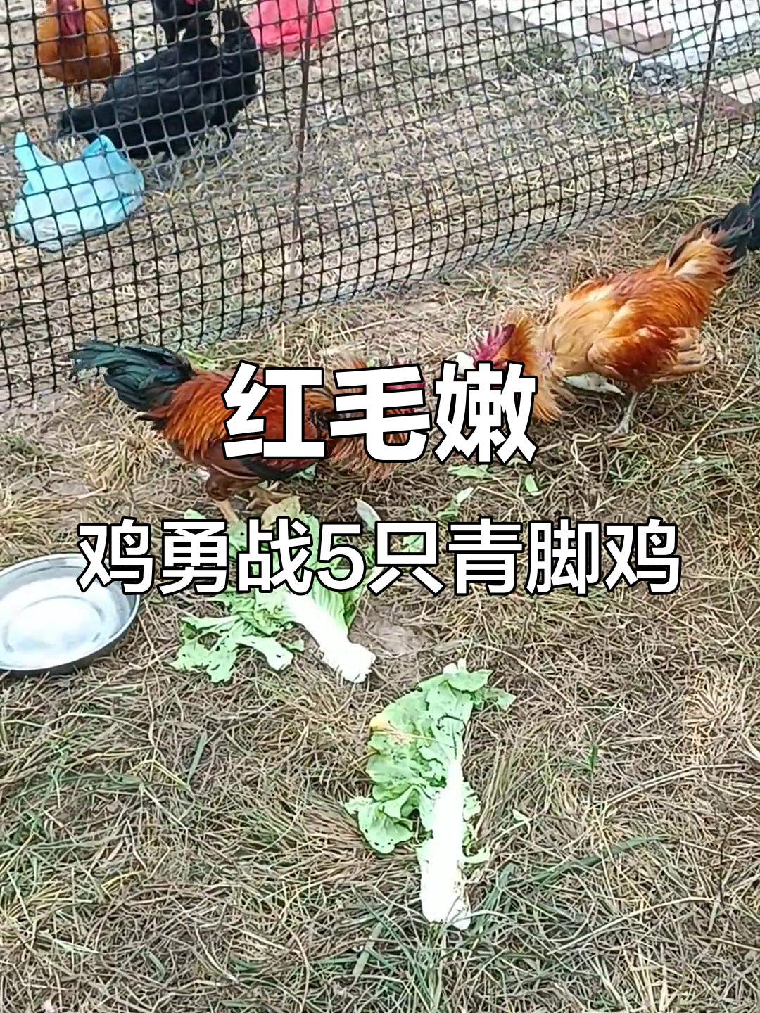六个月红毛公鸡挑战五只青脚土公鸡，激烈斗法让人捧腹