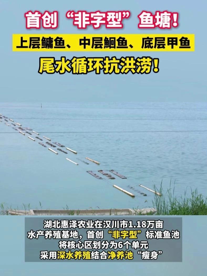 首创“非字型”鱼塘!上层鳙鱼、中层鮰鱼、底层甲鱼,尾水循环抗洪涝!鳙鱼 鮰鱼 水产养殖