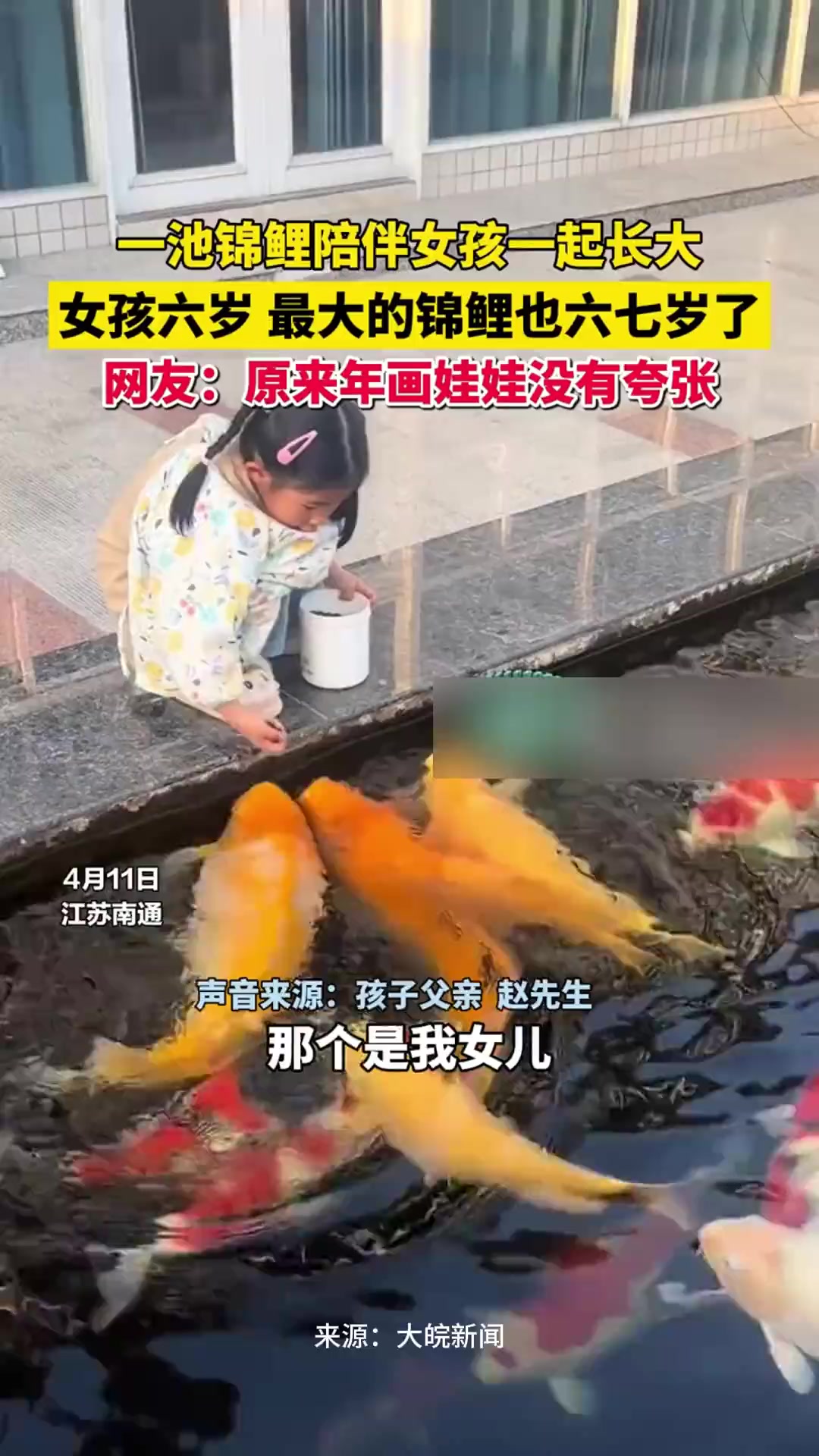 年画娃娃具象化!一池锦鲤陪女孩长大,女孩六岁,最大的锦鲤也六七岁