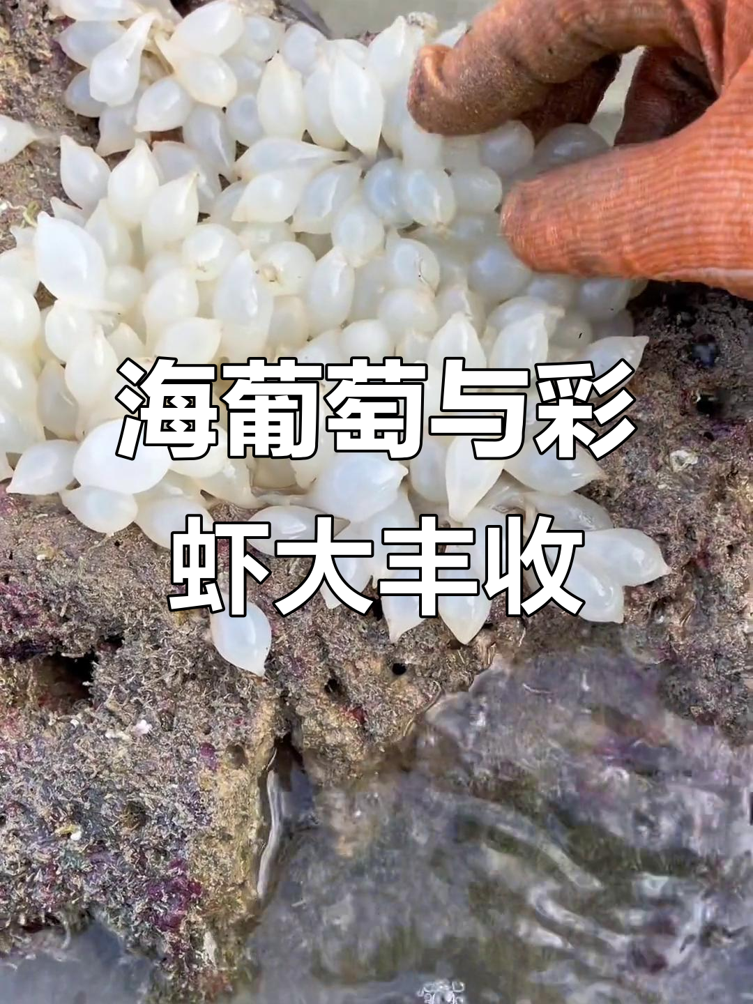 涠洲岛赶海大丰收，彩色皮皮虾和海葡萄意外相遇