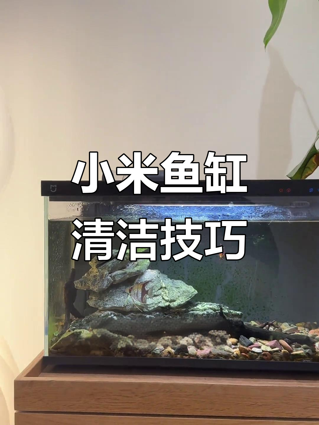 小米智能鱼缸使用心得:如何清理脏乱的鱼缸环境