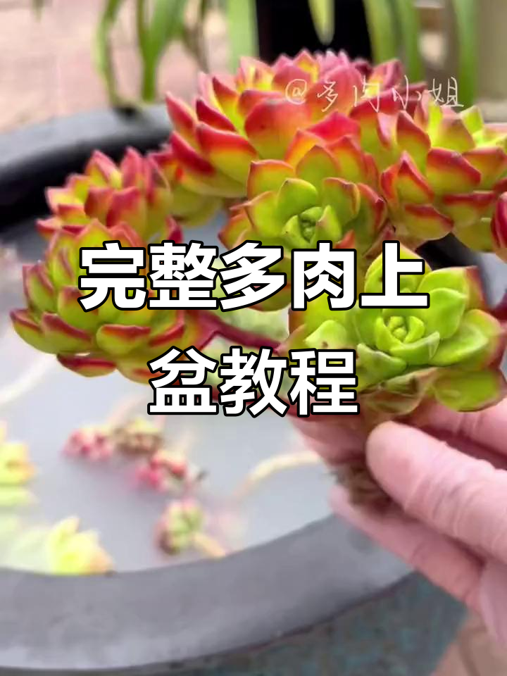 多肉上盆全攻略,步骤详解轻松搞定