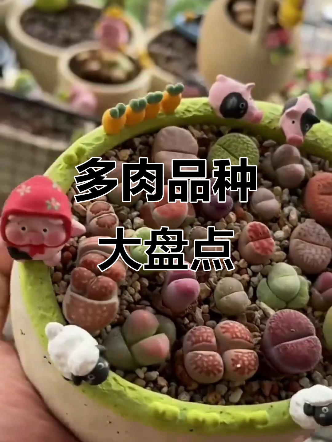 13种多肉植物大揭秘，你最喜欢哪种？