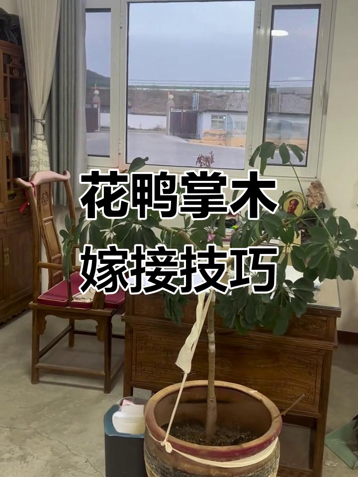 绿植嫁接新创意,花鸭掌木变四叉形态
