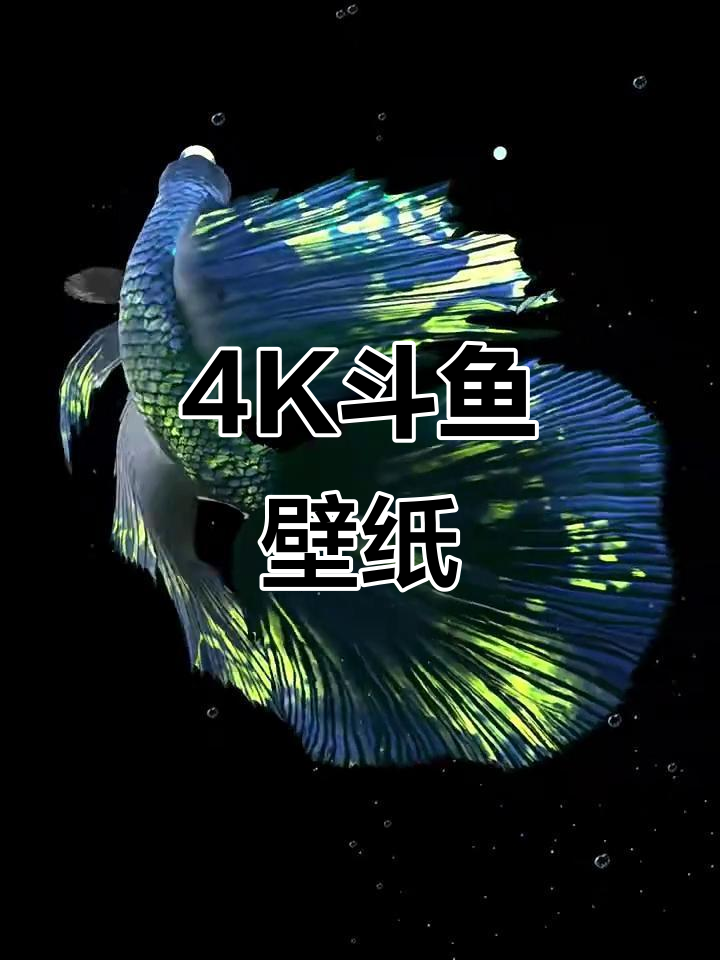 4K/3D斗鱼壁纸,超震撼视觉体验