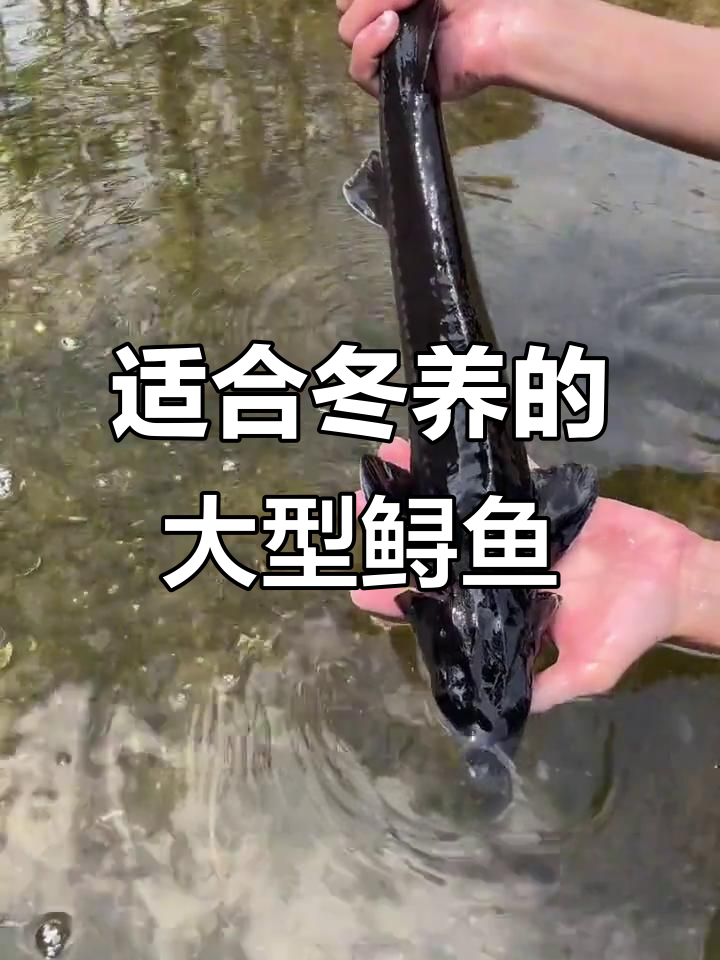 冬季最适合养的鲟鱼,软骨龙鱼轻松长成
