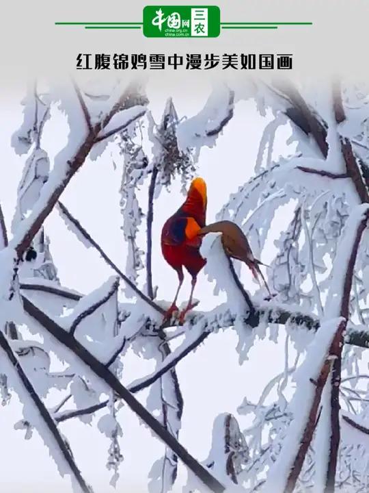 红腹锦鸡雪中漫步美如国画