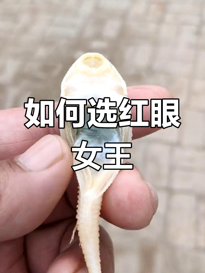 红眼女王挑选技巧
