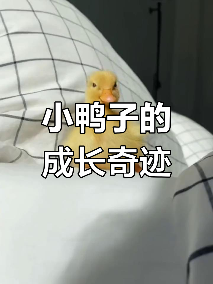 刚破壳的小鸭子,长大后竟然这样治愈