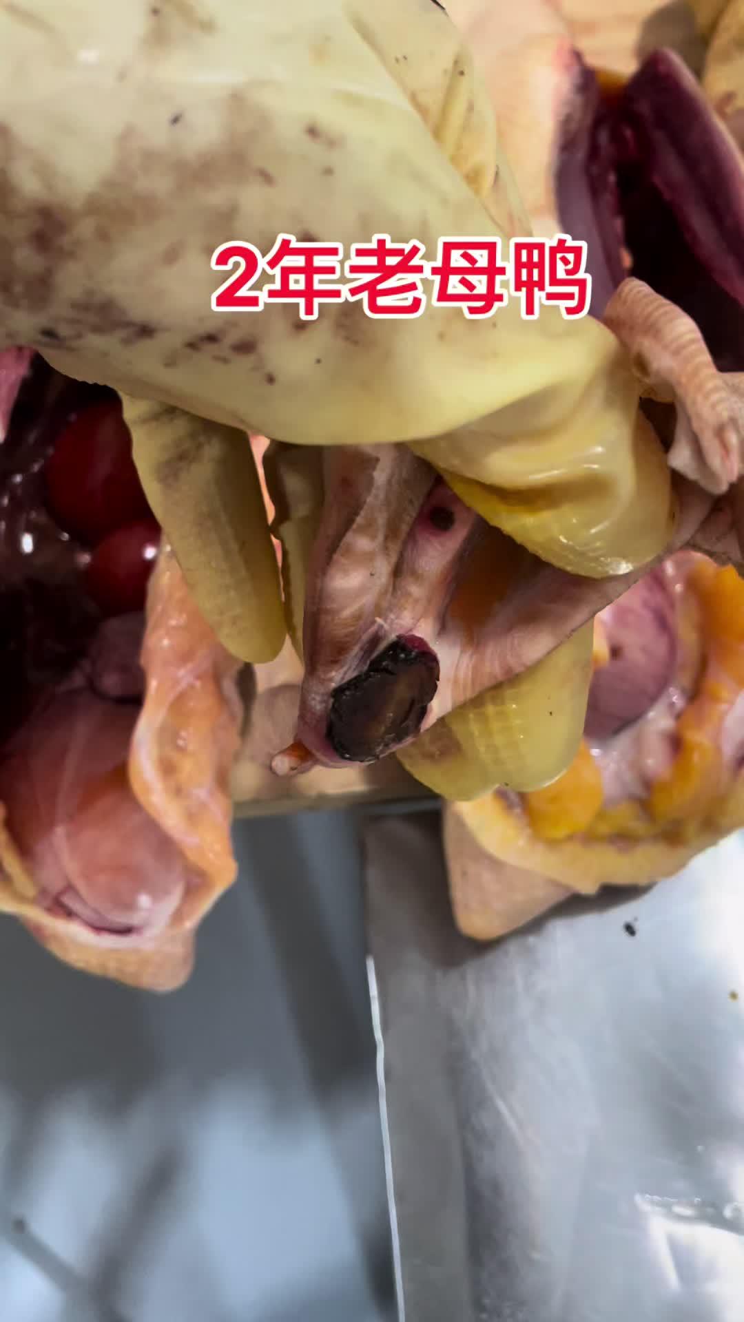 正宗农家老麻鸭2年需要来我直播间 老鸭 优质农产品 新鲜农产品