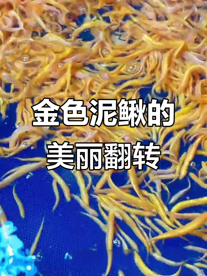 黄金泥鳅与混养鱼类的和谐共舞,灵动身躯带来视觉盛宴