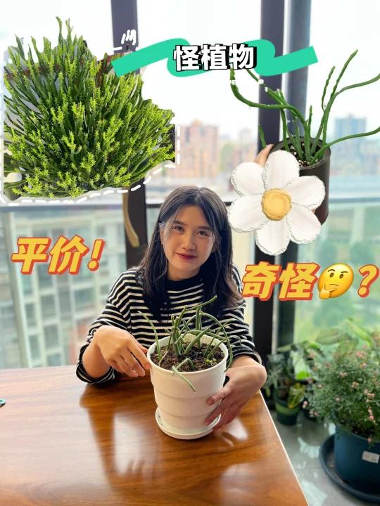 平价好养活的怪植物-光棍树