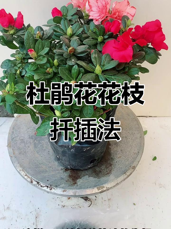 杜鹃花扦插技巧,轻松学会快速生根