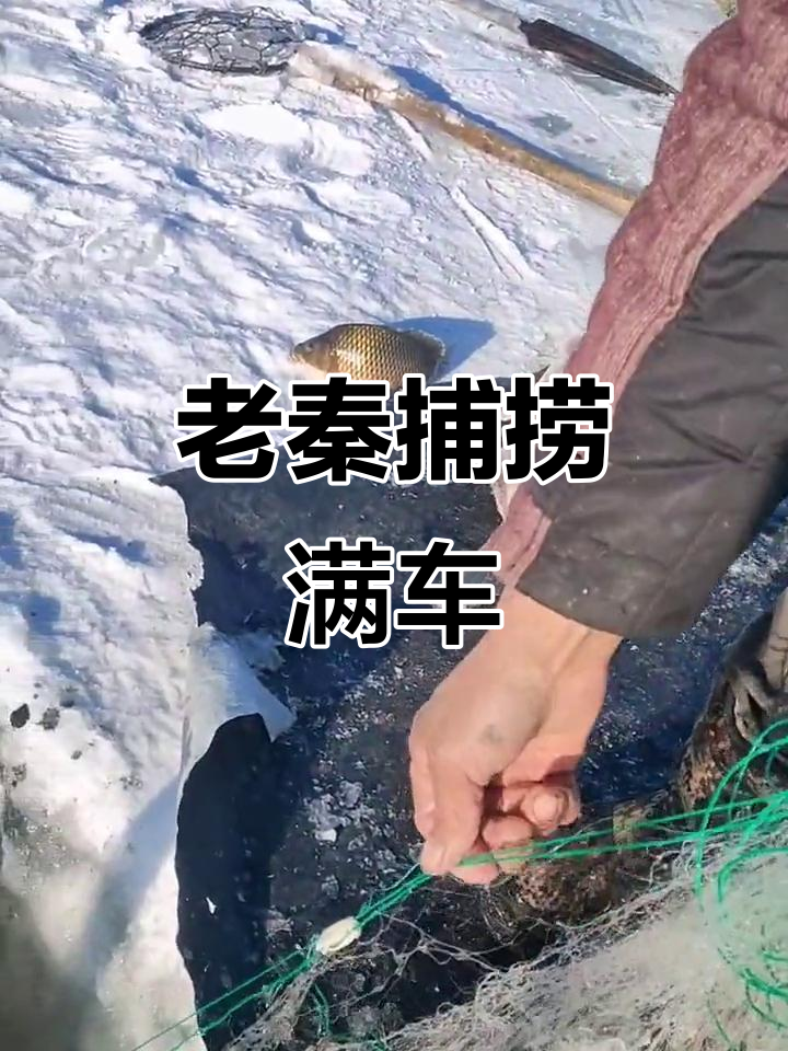 渔民捕鱼大丰收,鲫鱼青灵子满满一网