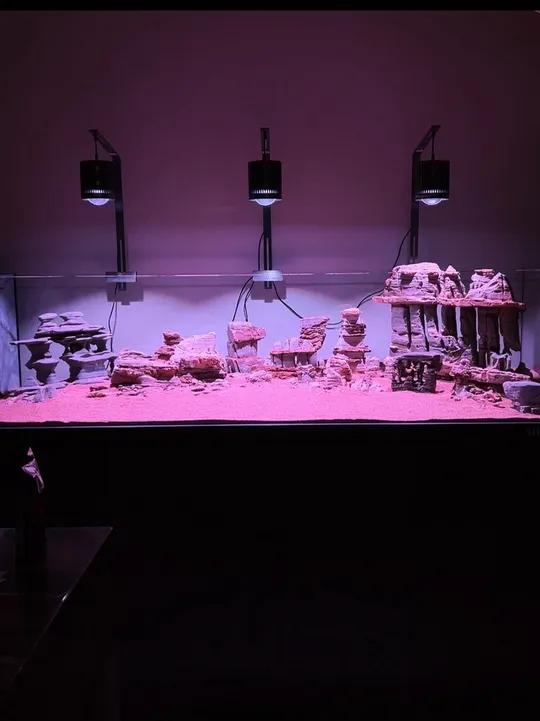 大家可以盲猜一下,最大那块石头多少缘 鱼缸造景养鱼日记鱼缸里的大自然司马光玩缸