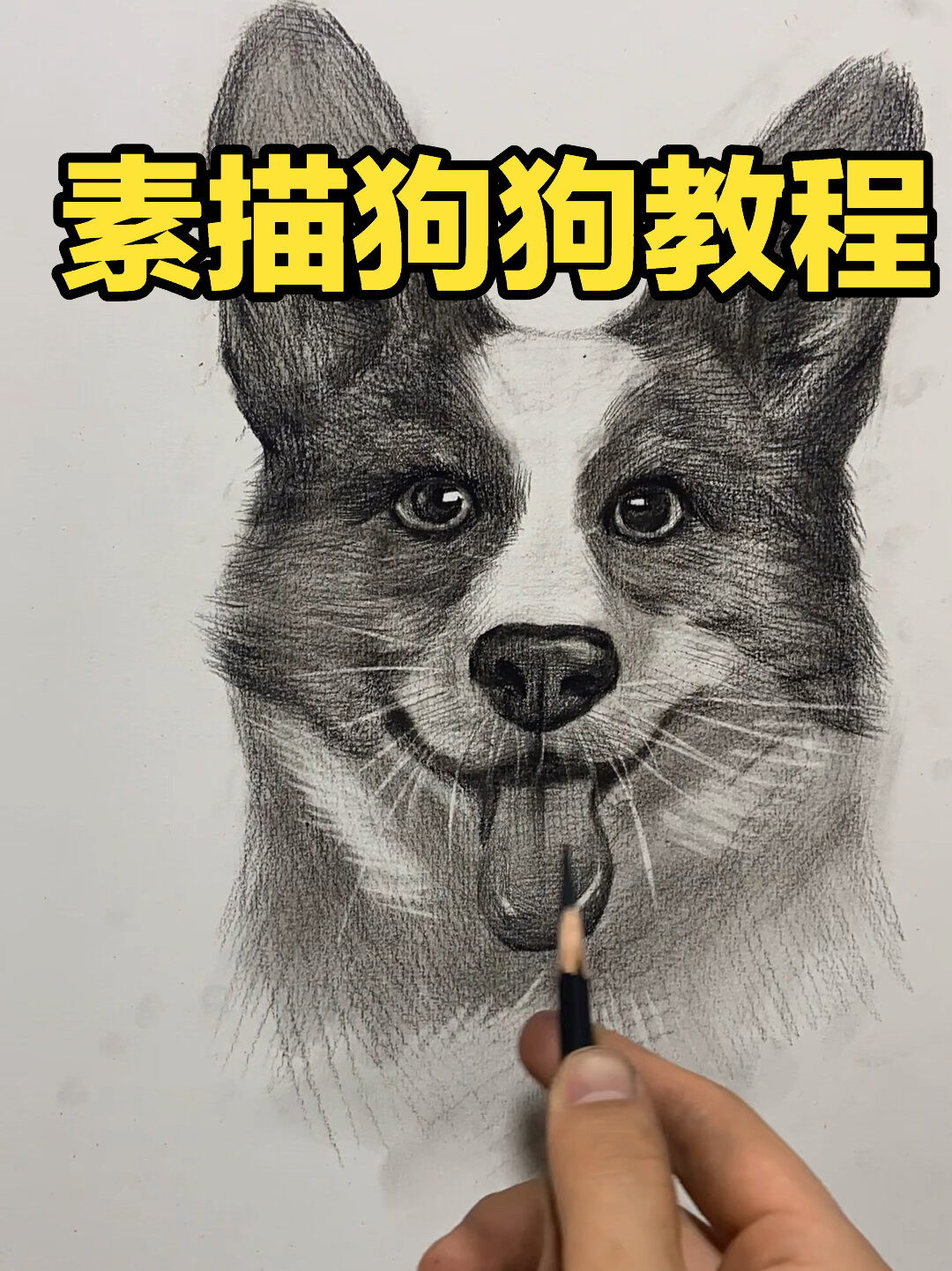 零基础素描狗狗的画法。快来画起来吧!