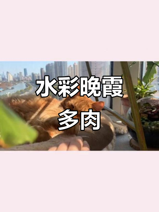 晚霞多肉画法大揭秘,轻松掌握水彩技巧