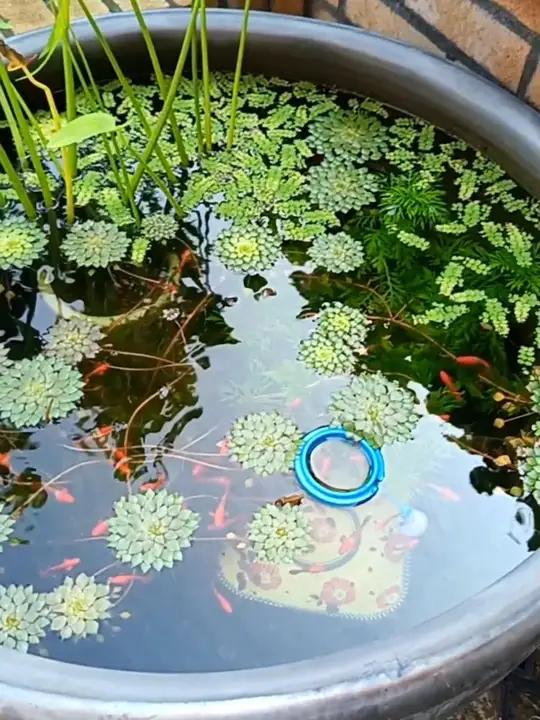 我在院子里养的水生植物大集合。