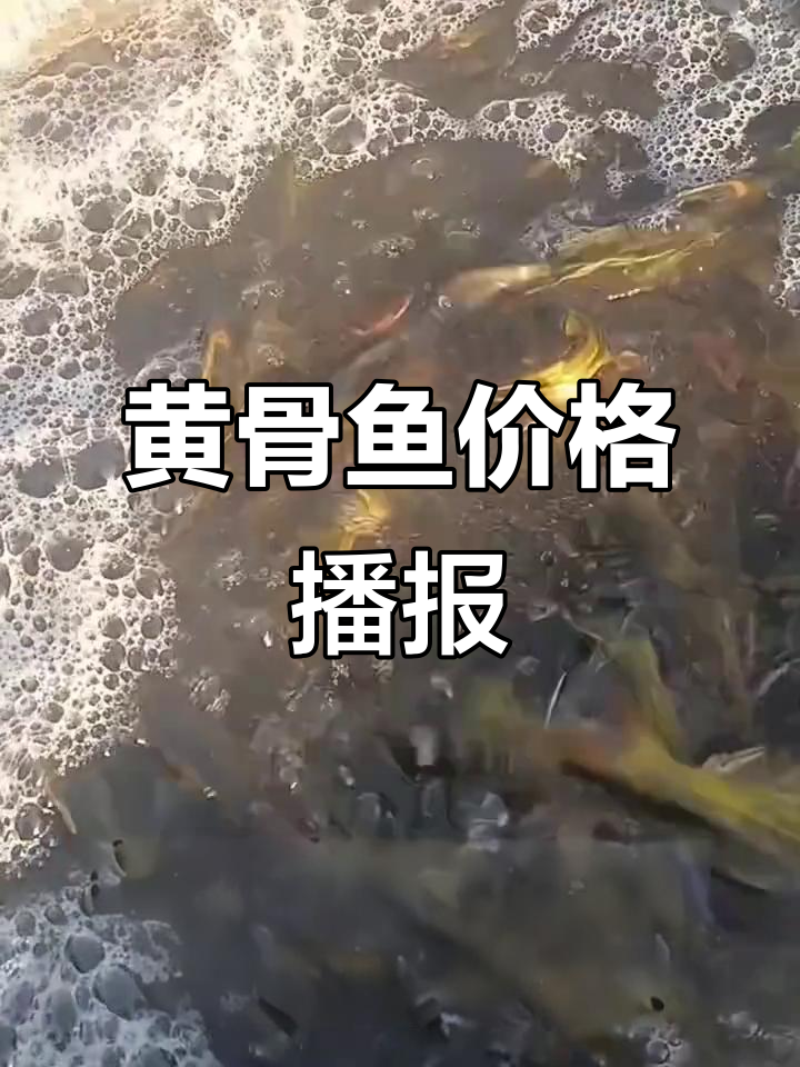 11月黄骨鱼价格每日更新,航头收购价新鲜出炉