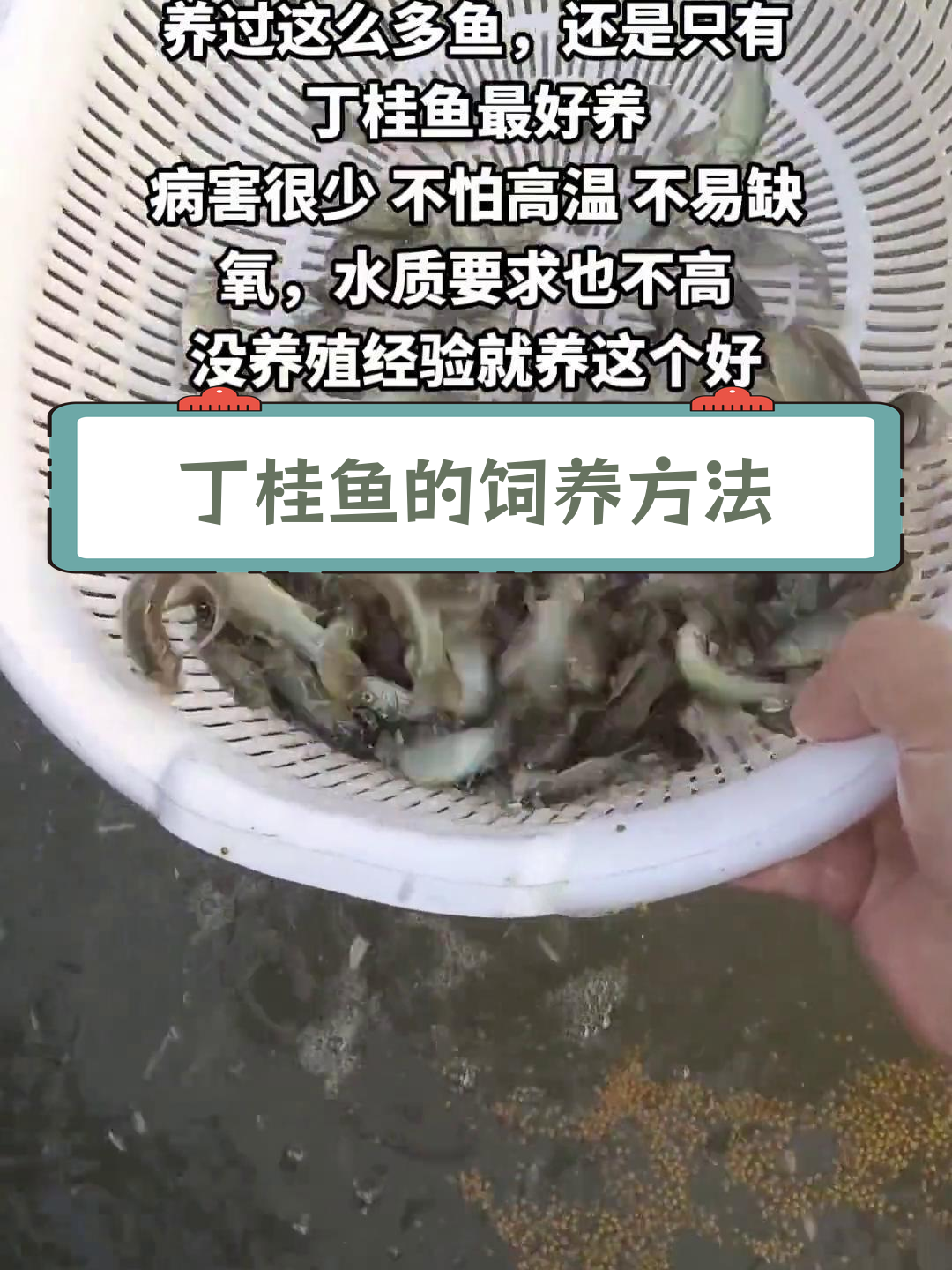 丁桂鱼养殖技巧:杂食性鱼类,生长迅速