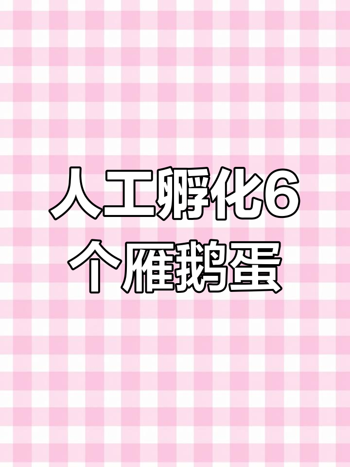 孵蛋日常:6个雁鹅蛋与4个青头鸭杂交西洋鸭蛋的孵化过程