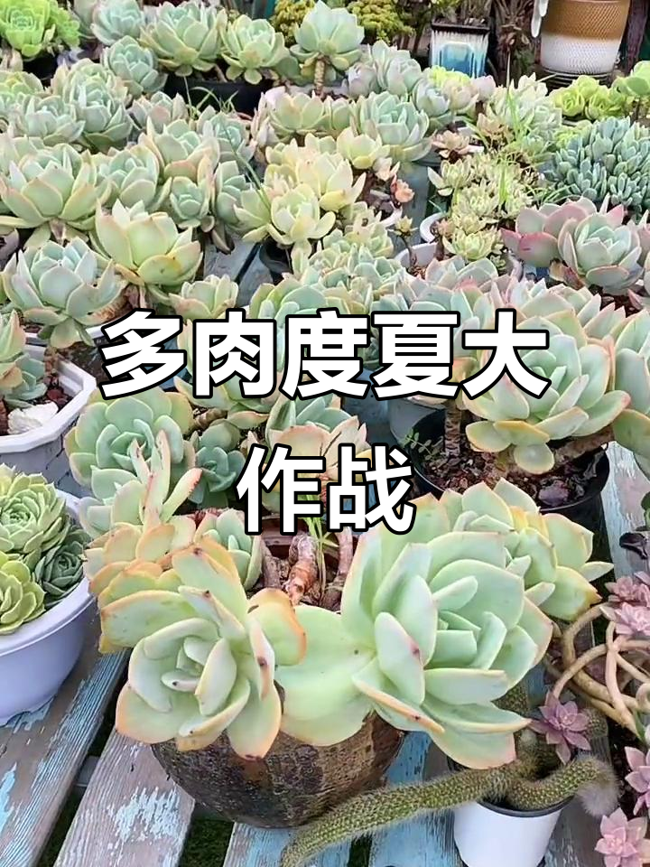 北方夏季多肉养护盘点，露养桩子轻松过夏