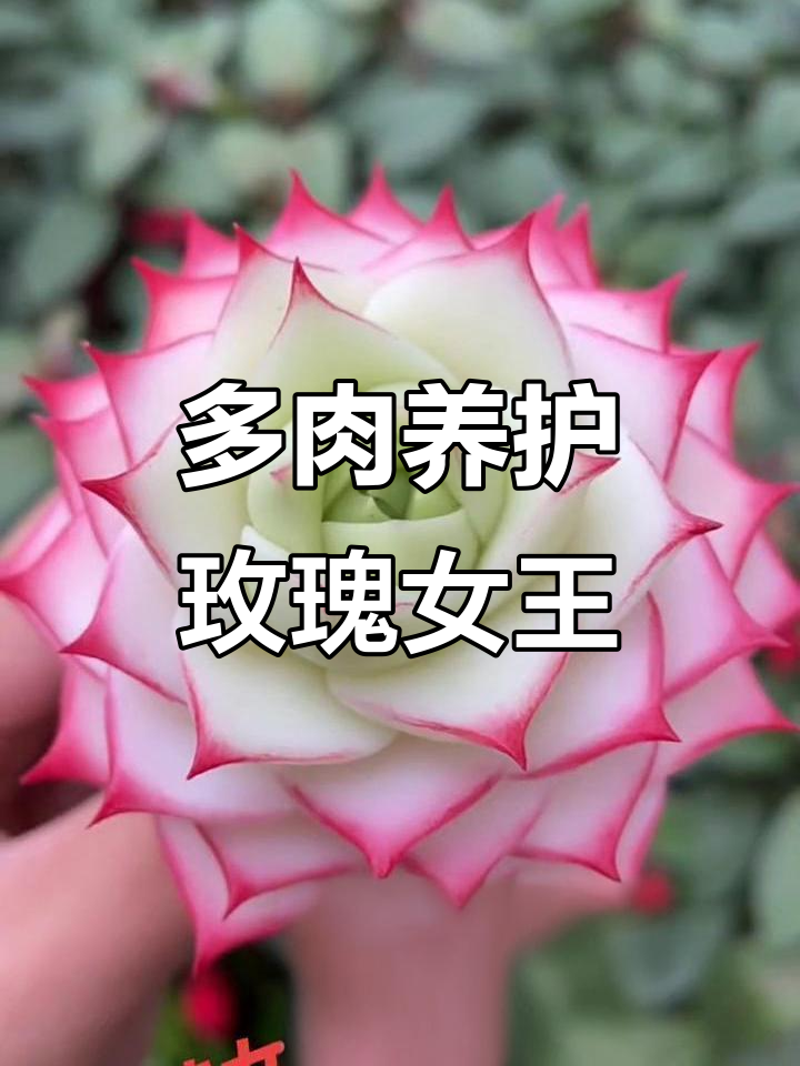 玫瑰女王与绿叶的美丽邂逅,多肉种植基地的故事