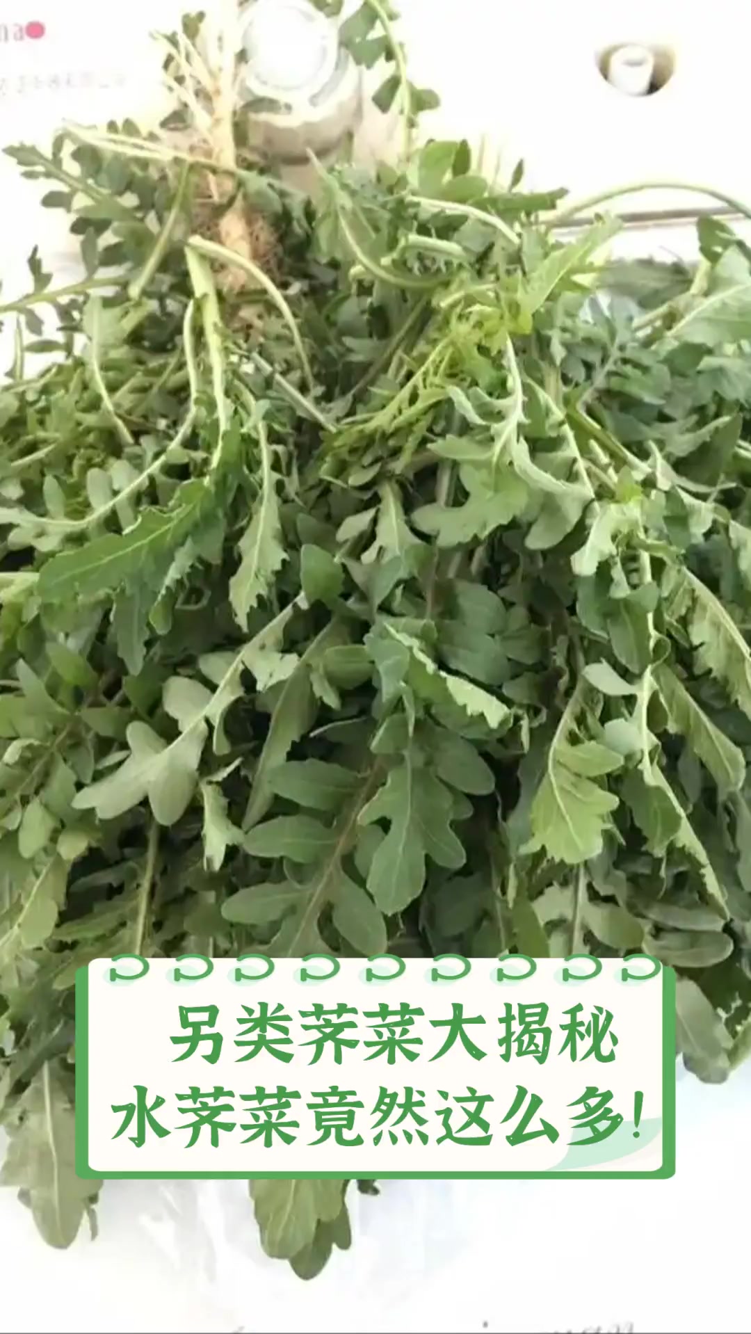 另类荠菜大揭秘,水荠菜竟然这么多!