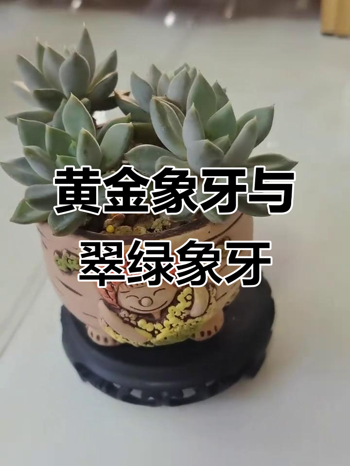 黄金象牙与翠绿象牙的奇妙对比,只要活着就是最美