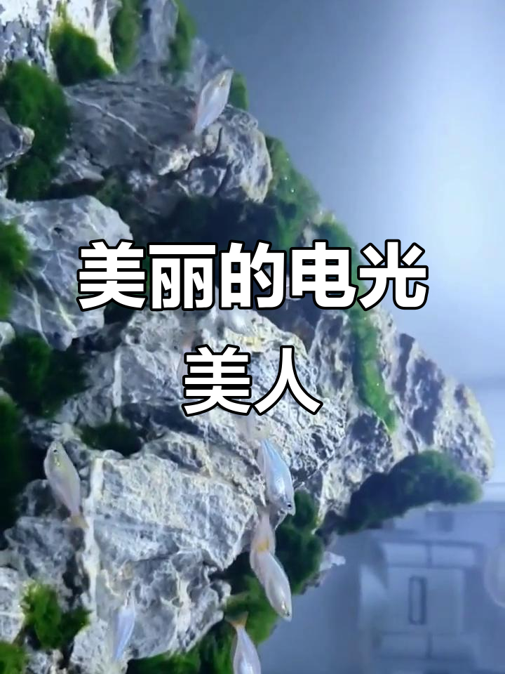电光美人:美丽如精灵,游动似电光的灯鱼