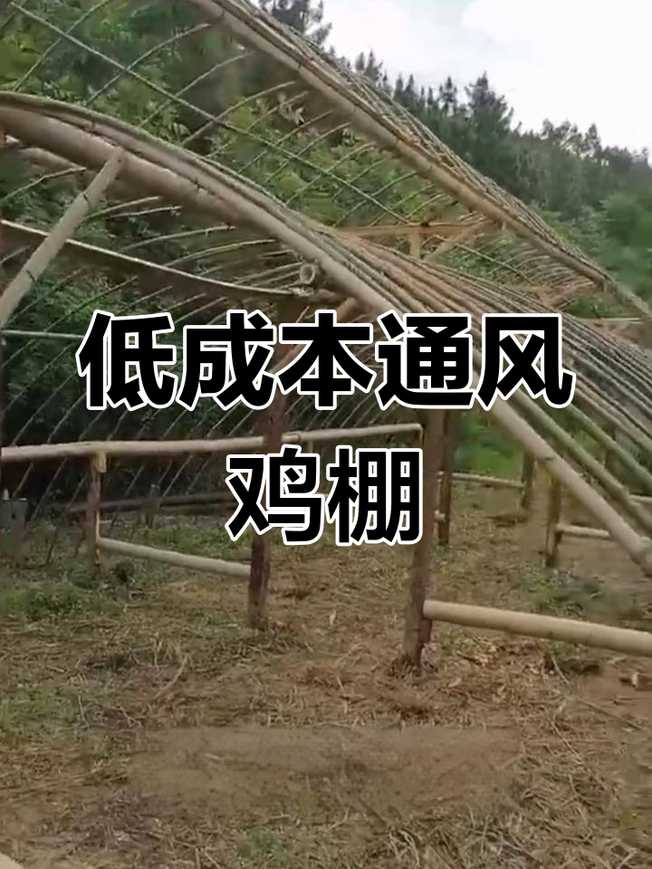 简单实用散养鸡棚搭建技巧