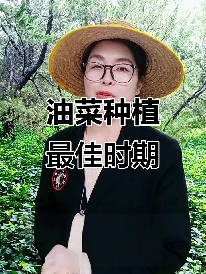 全国五大油菜产区播种时间大揭秘,选对时机高产不愁