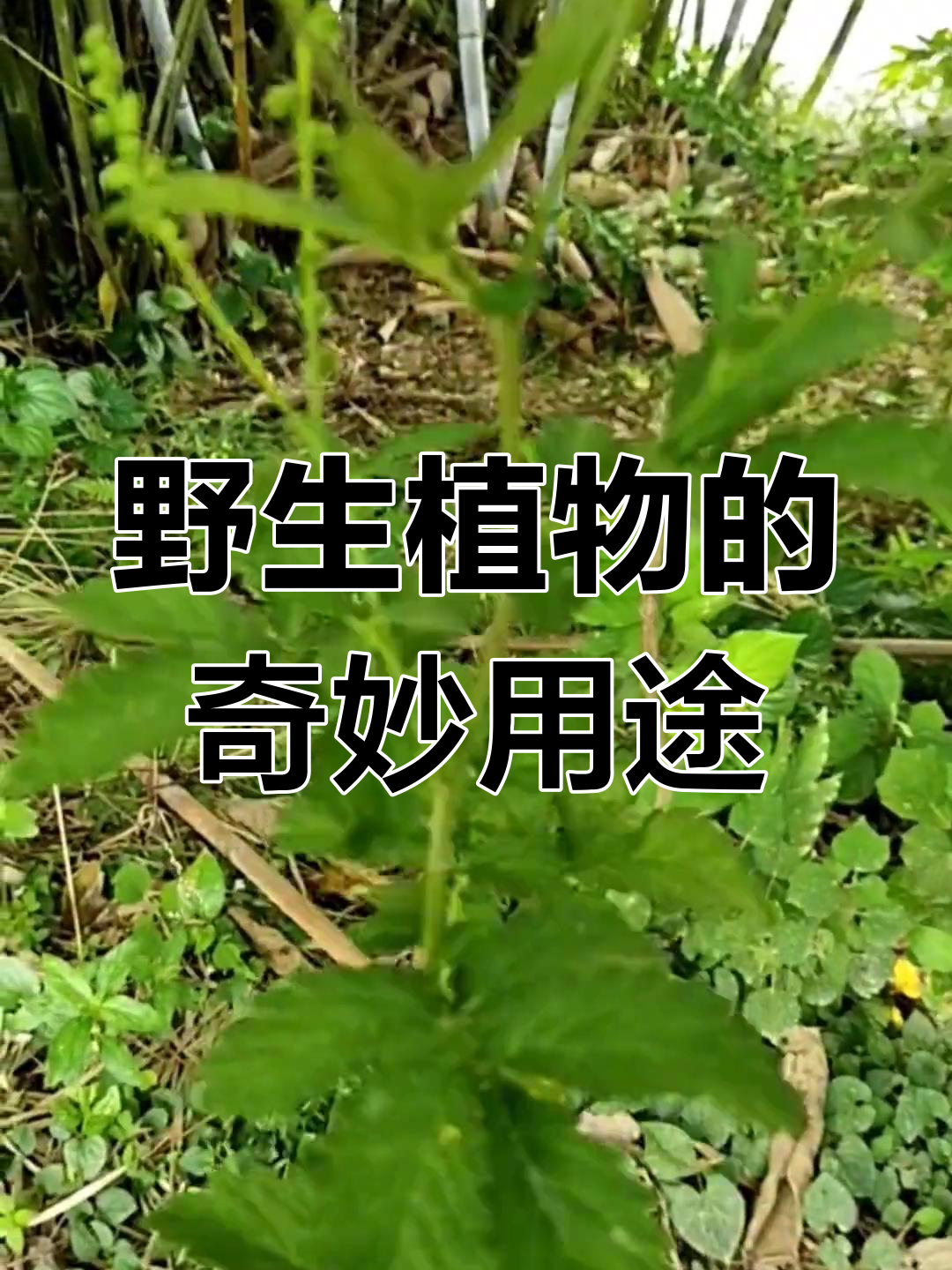 野生植物的药用功效与神奇作用,了解一下