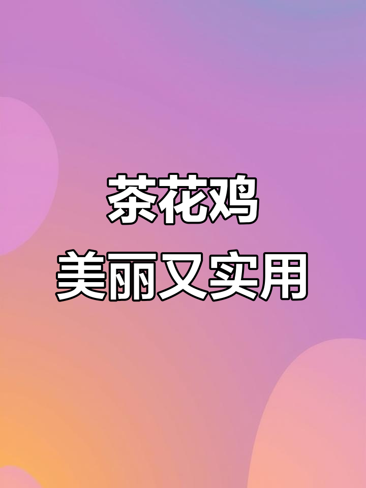 茶花鸡:观赏与养殖的完美结合