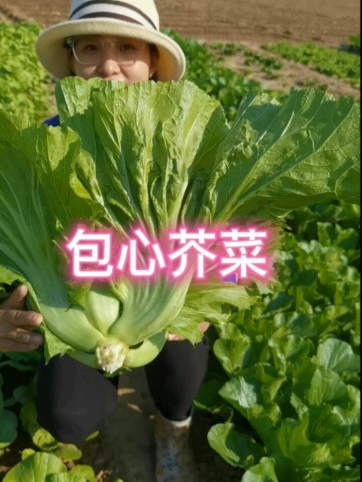 包心芥菜