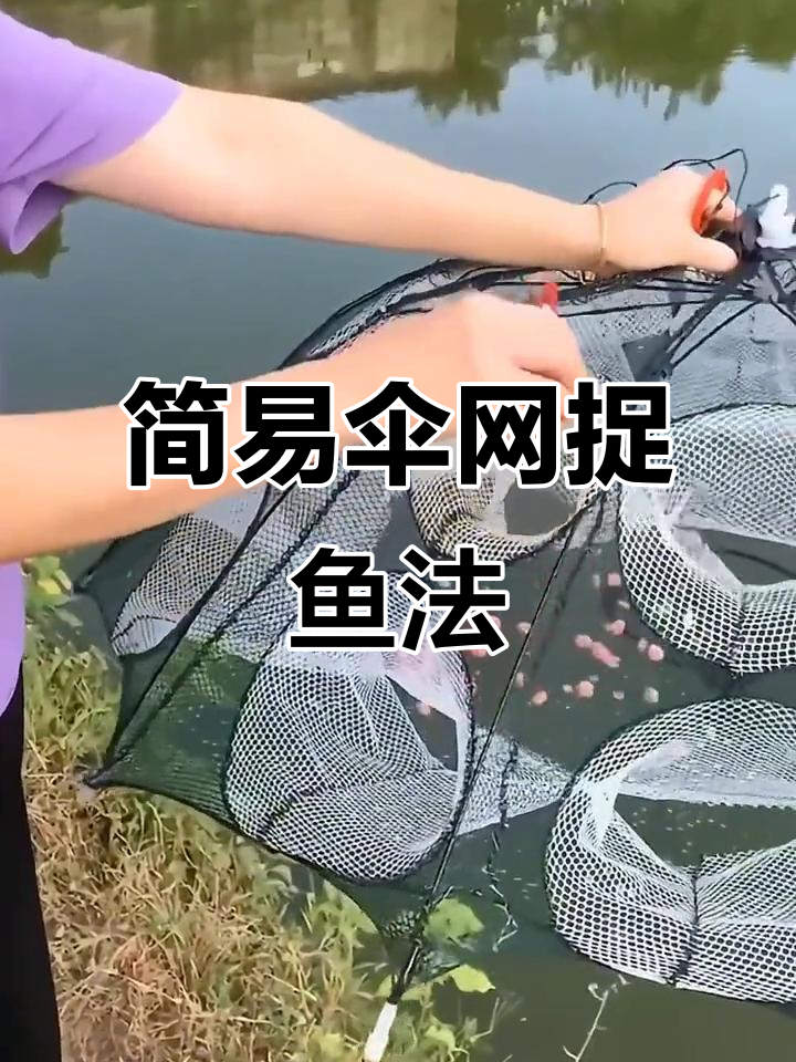 用伞网虾笼轻松捕鱼,操作简单又收获满满