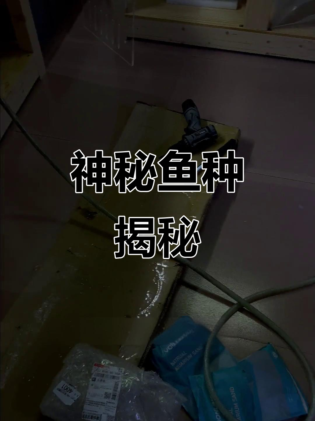 大哥热情爆表,连夜四缸齐开!幻红之外是啥品种?