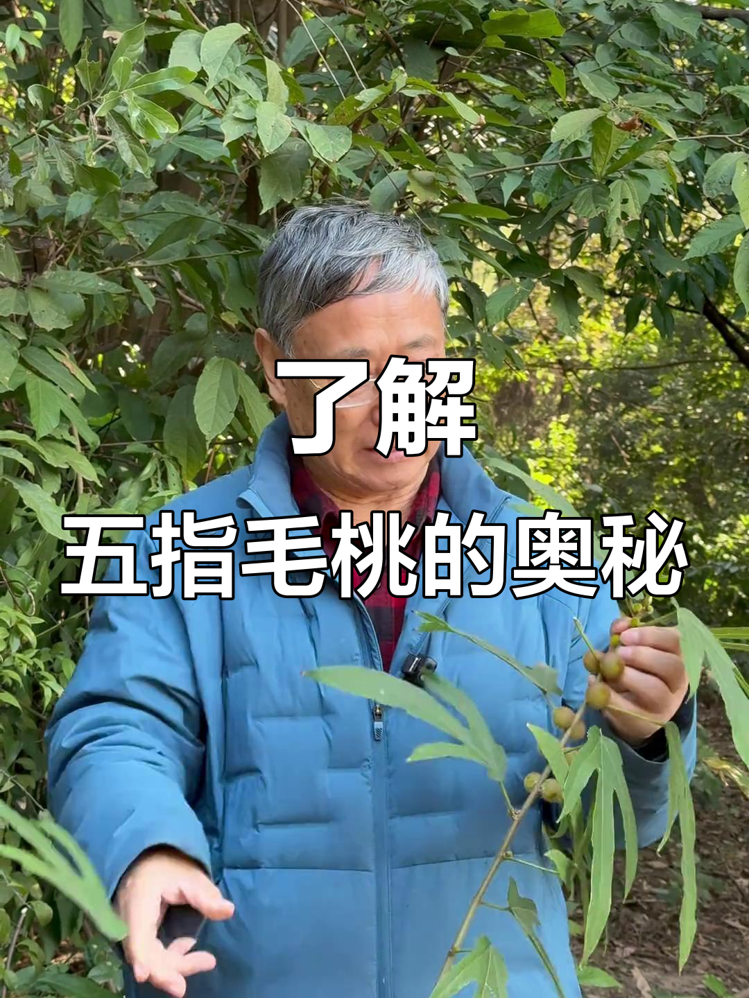 五指毛桃真相大揭秘:三指五指的秘密,广东煲汤必备