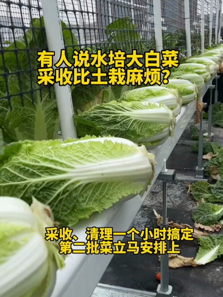 带你看看,水培大白菜是怎么采收的