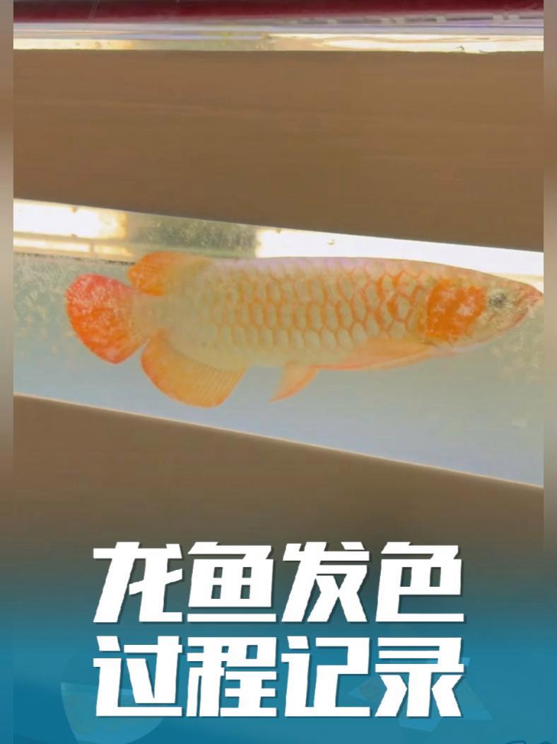 科学配比维他命 助力龙鱼体色鲜艳 富含维生素与益生菌,可能辅助提升鳞片光泽,增强体质,呵护