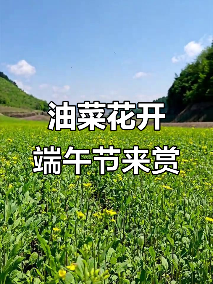 绿江村油菜花盛开,端午假期正式进入观赏高峰
