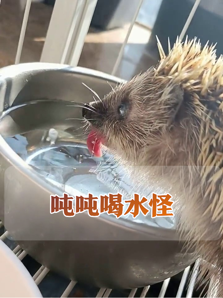 刺猬喝水喝出表情包！吨吨狂炫还甩头，萌翻了