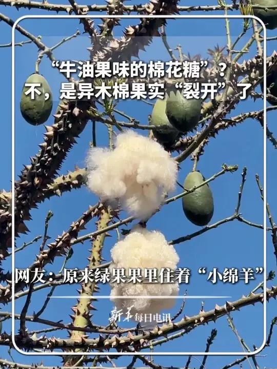 “牛油果味的棉花糖”?不,是异木棉果实“裂开”了!网友:原来绿果果里住着“小绵羊”#新华每